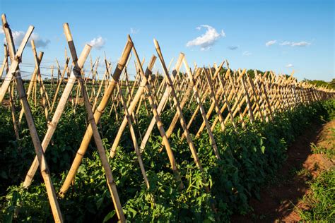 bamboo stakes bunnings|Tomato staking styles .